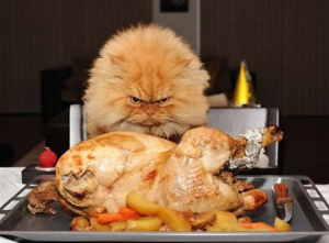 Thanksgiving-Cat-Pictures-07